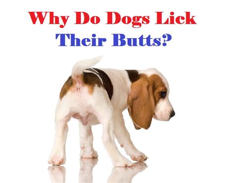 dog licks man balls|Why Do Dogs Lick Their Butt & When to be Concerned.